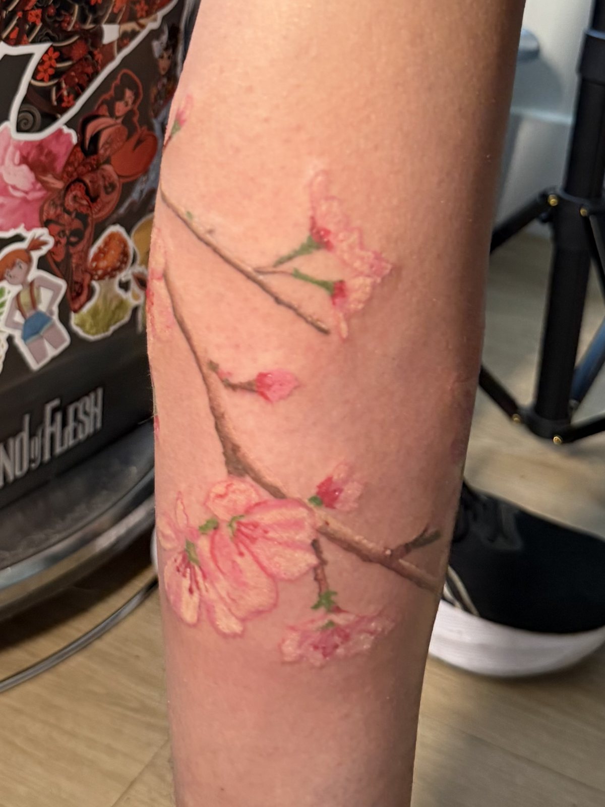Cherry Blossoms